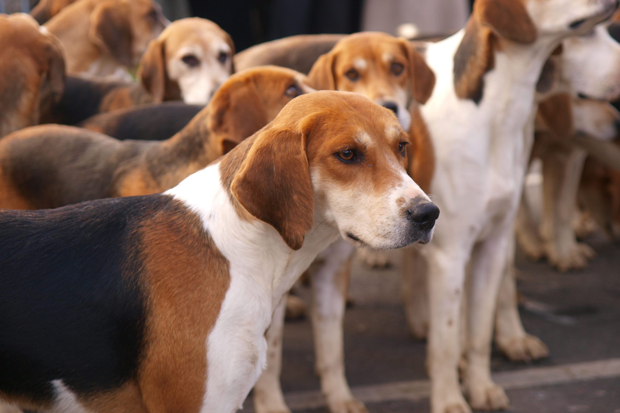 Fox Hounds