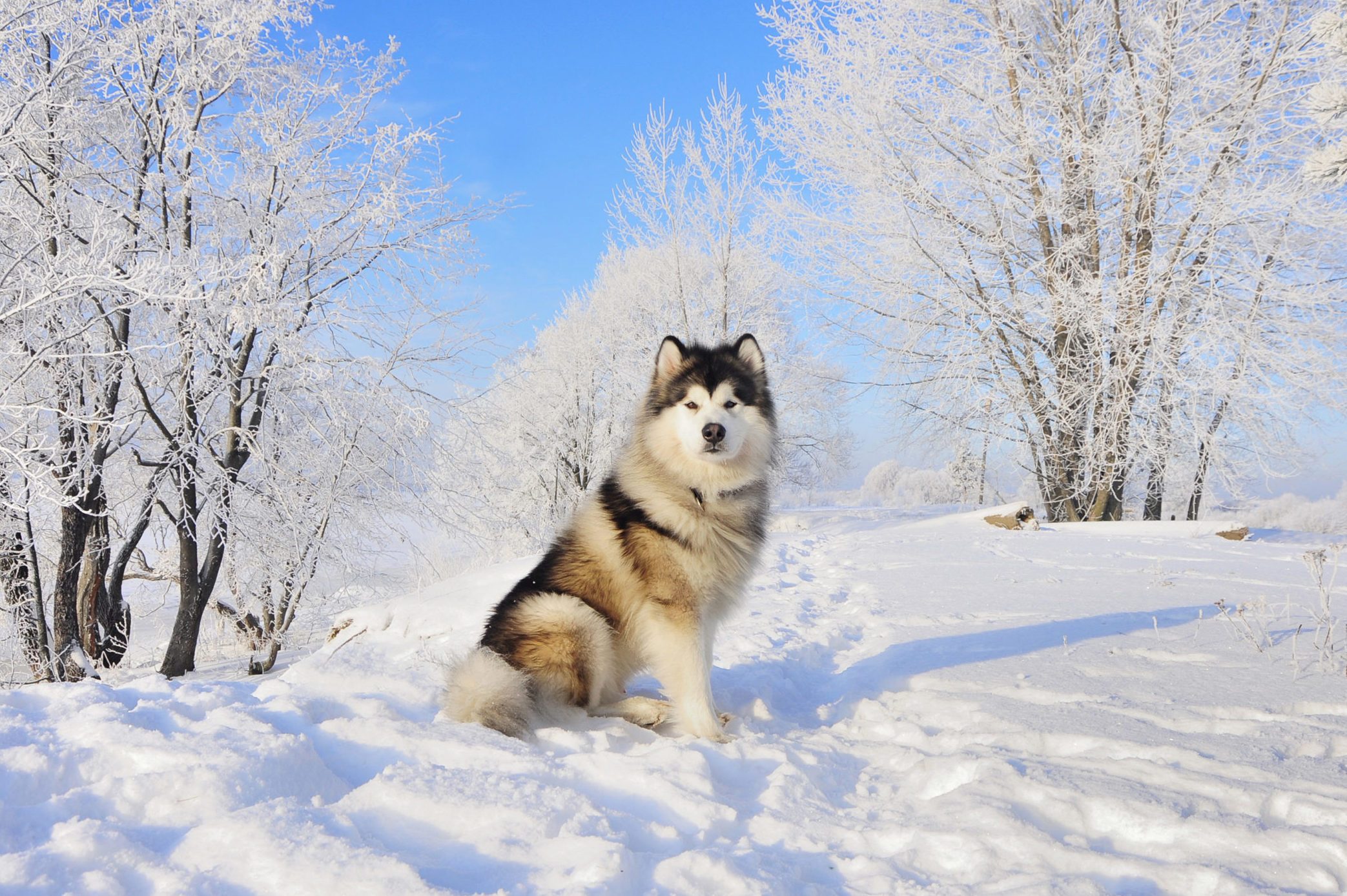 Alaskan malamute sitting in the snow