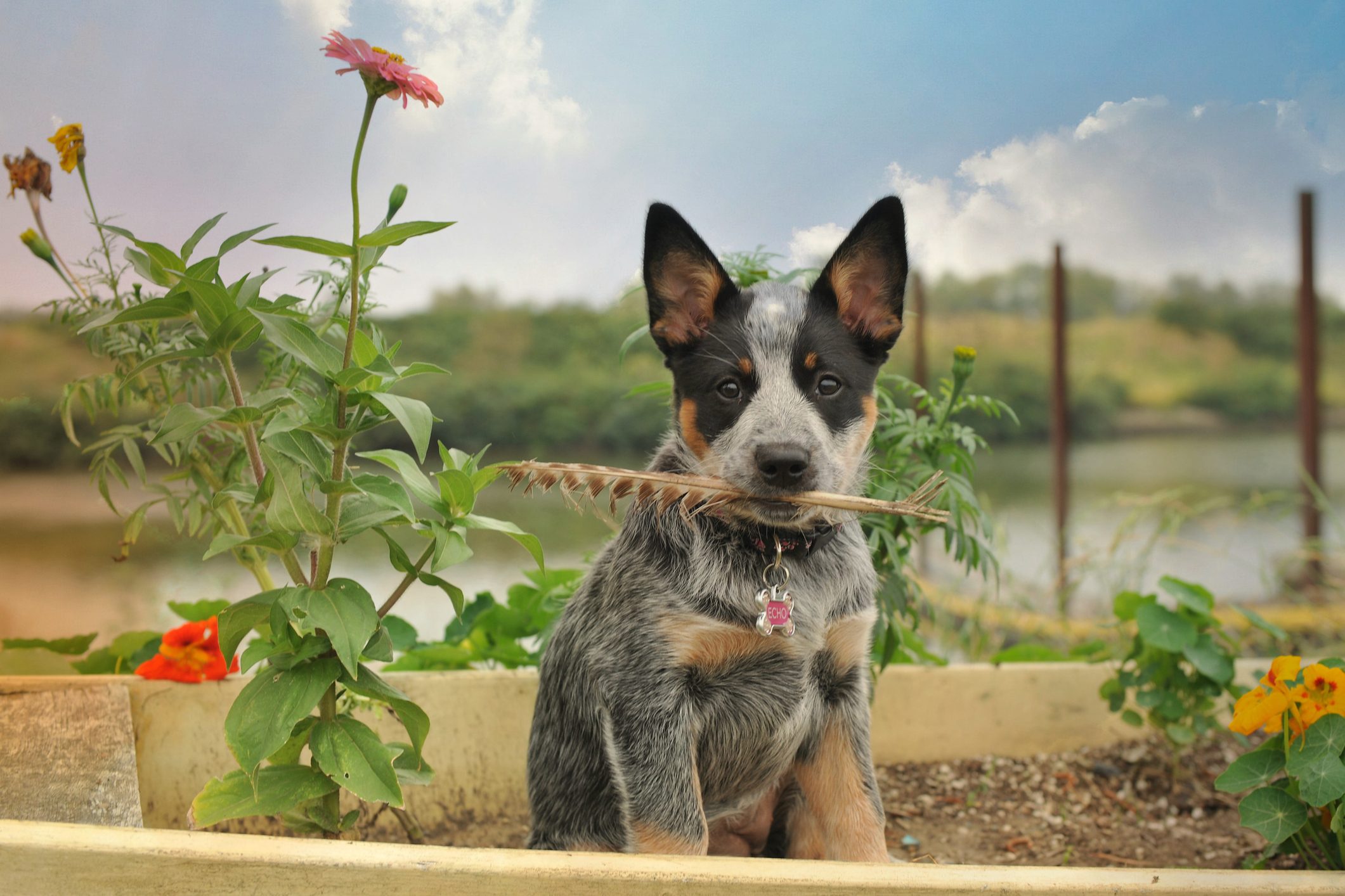 Puppy w/ feather