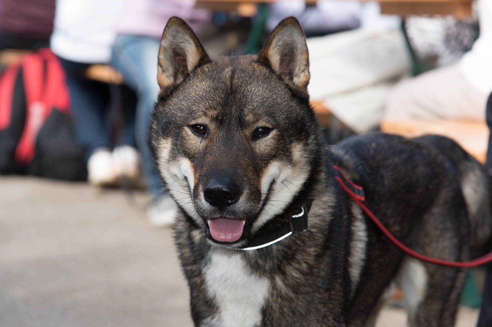 close up portrait of Shikoku dog 