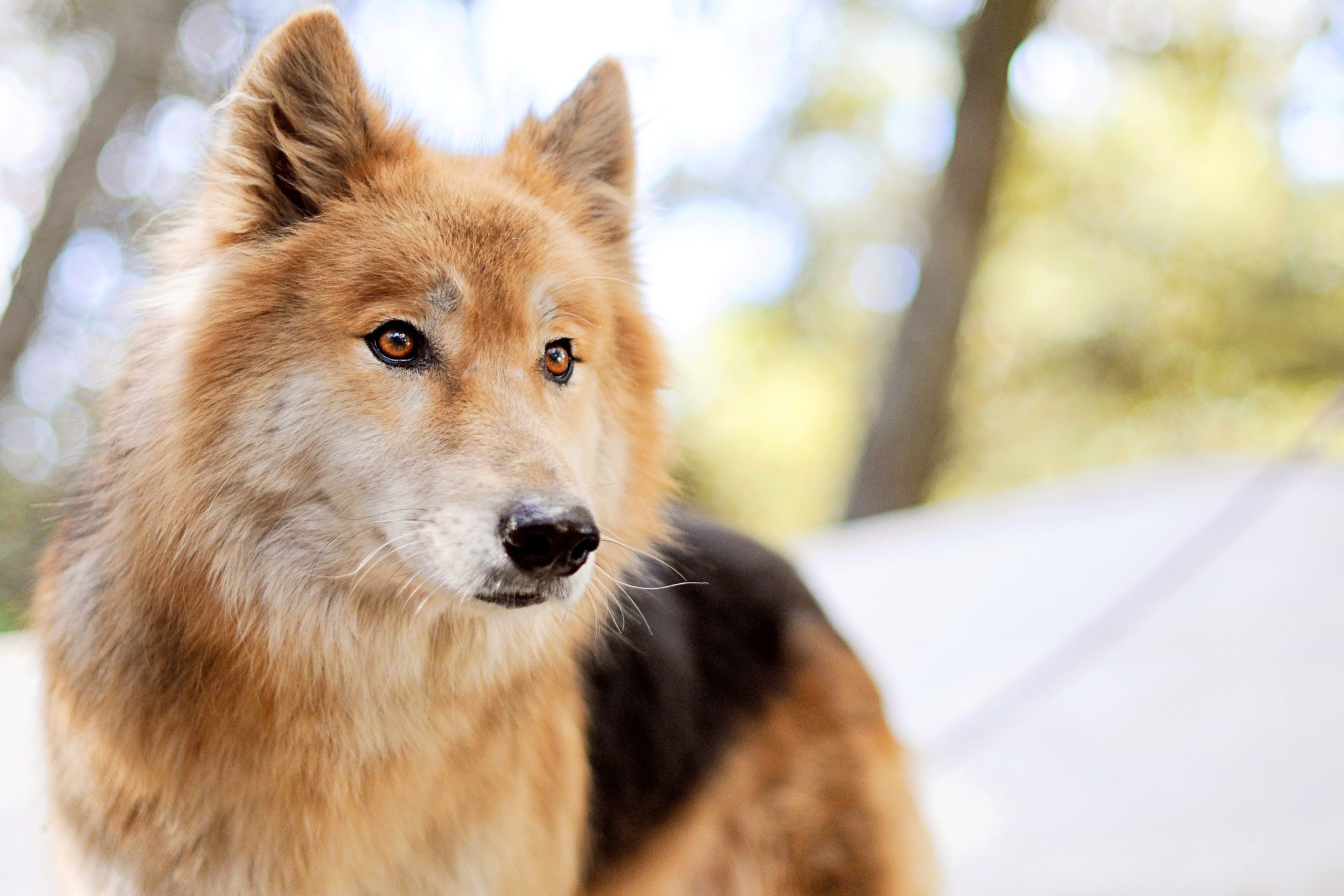 American Alsatian dog standing outside