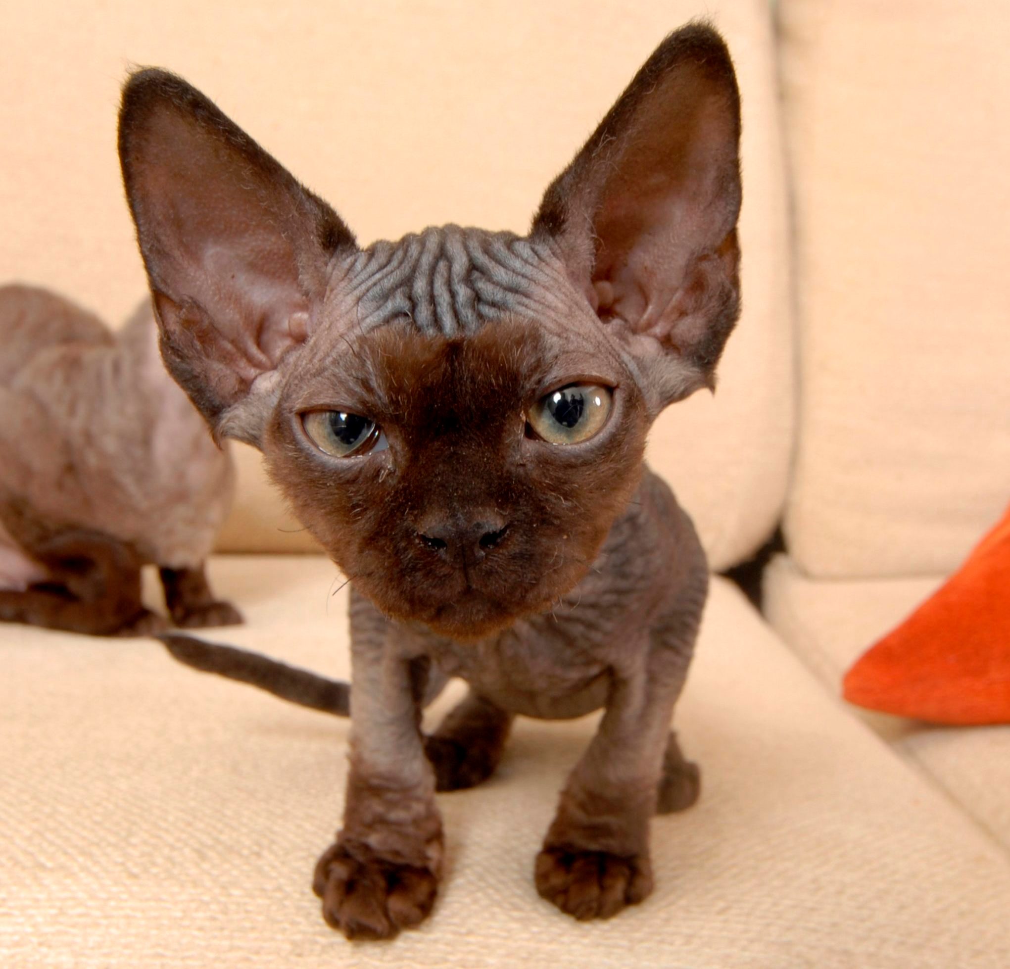 Devon Rex