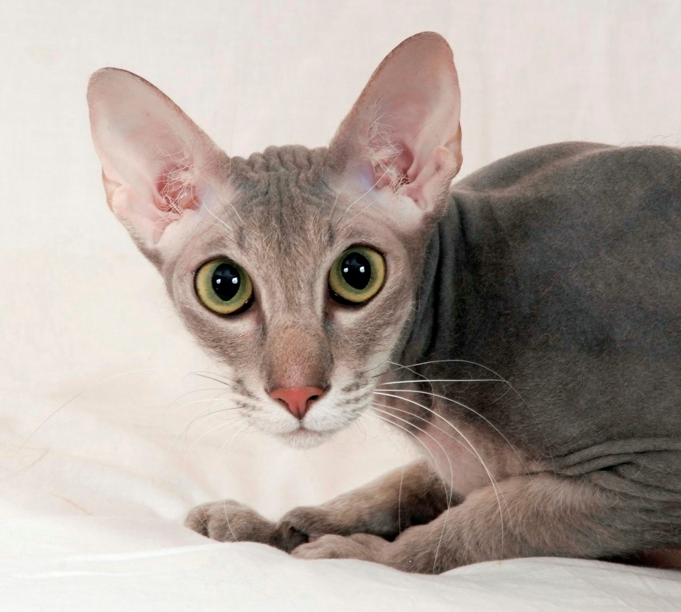 Peterbald