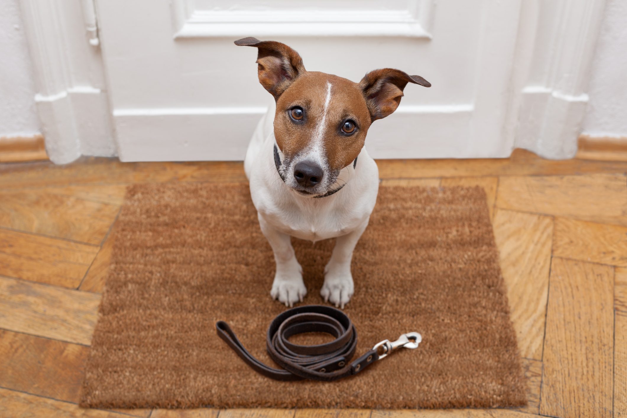 dog waits for walking with leash