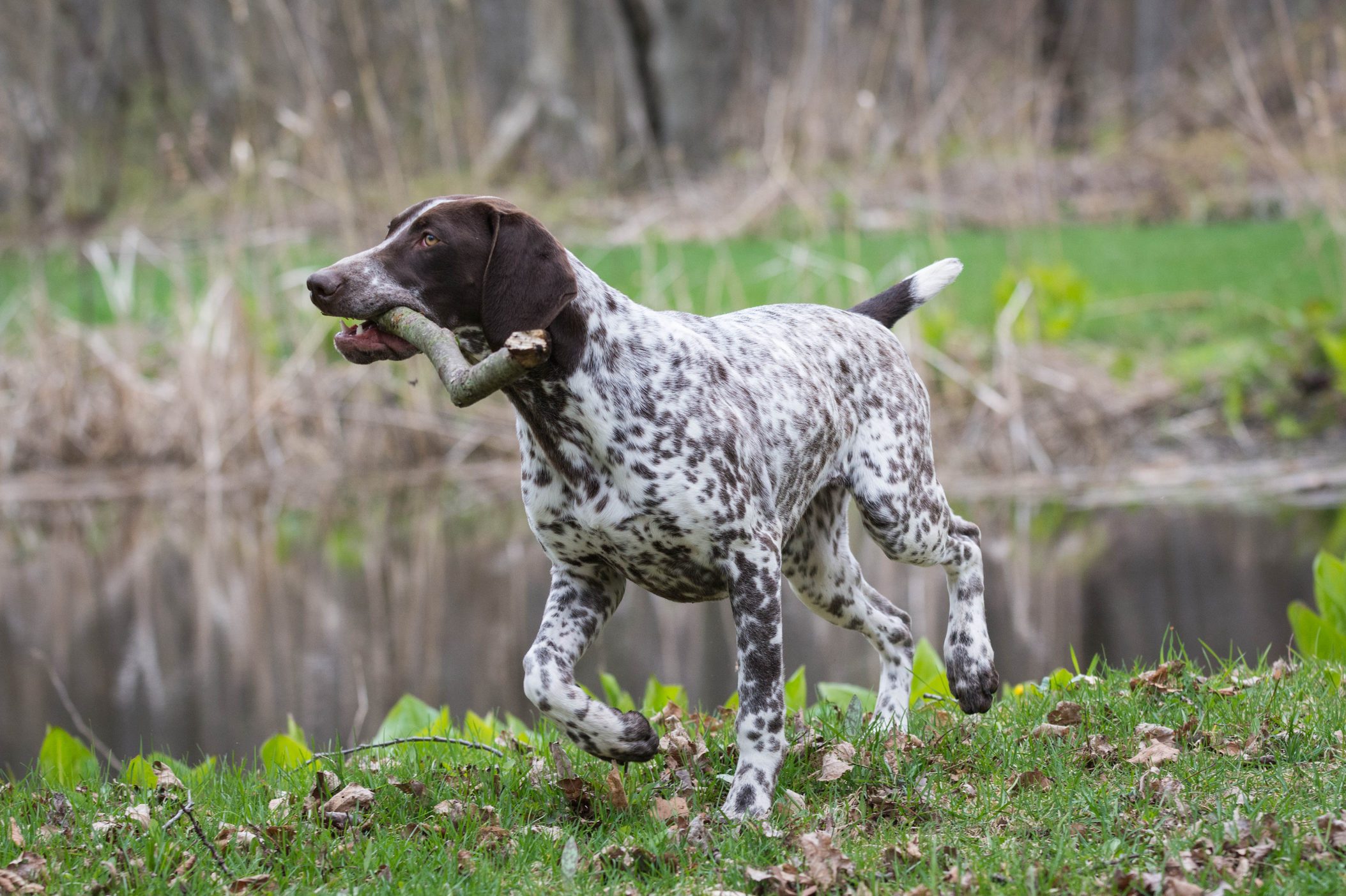 german shorthaired pointer