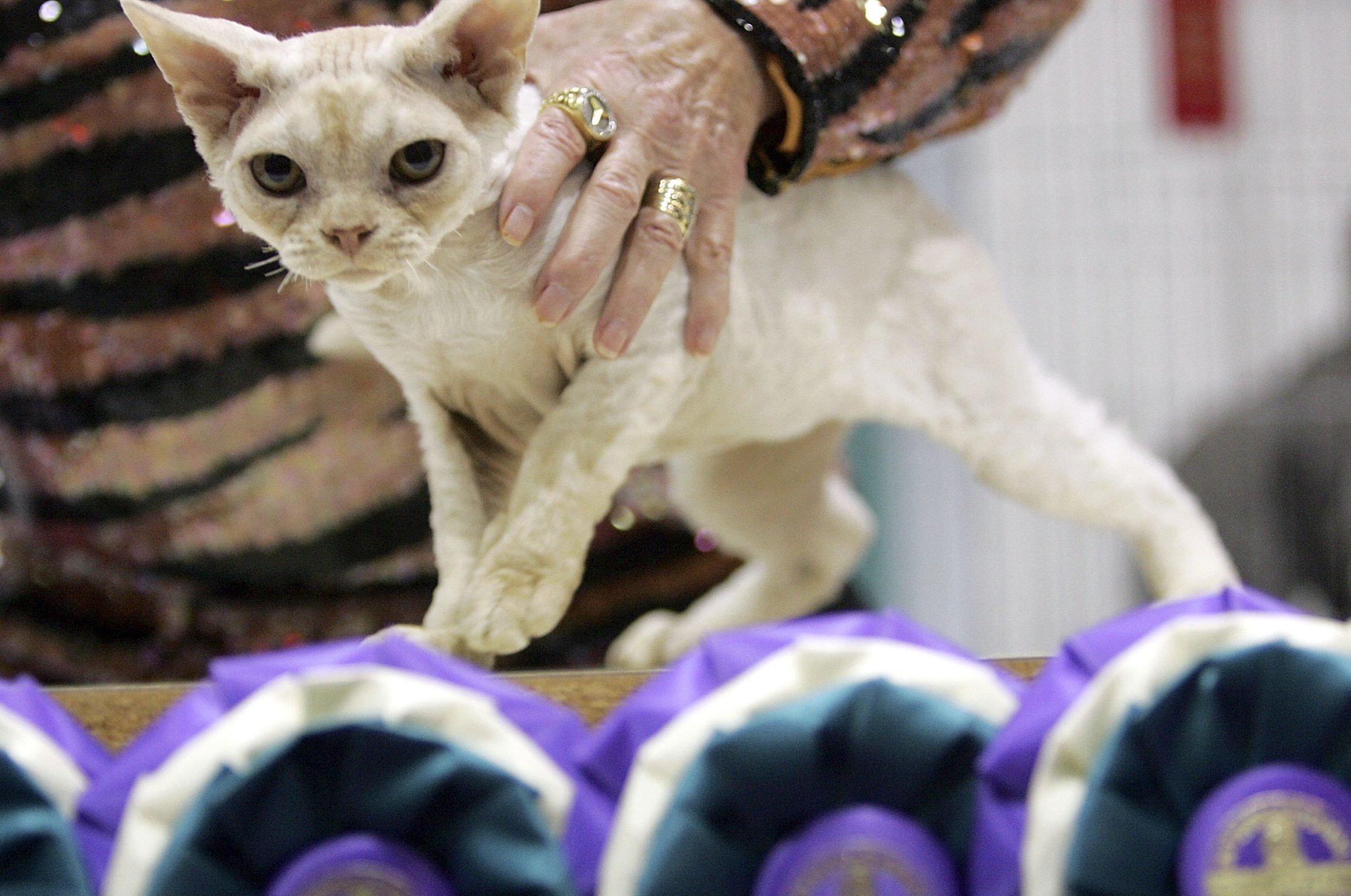 19th Annual International Cat Show Opens