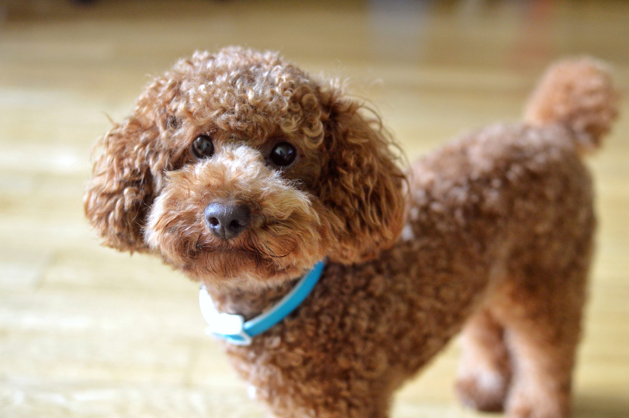 Toy Poodle