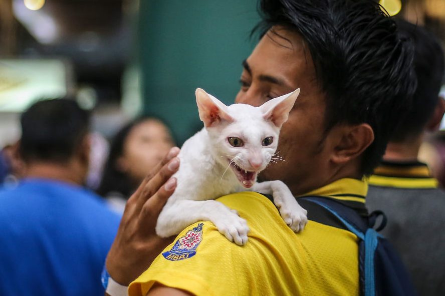 Malaysia Cat Expo 2017