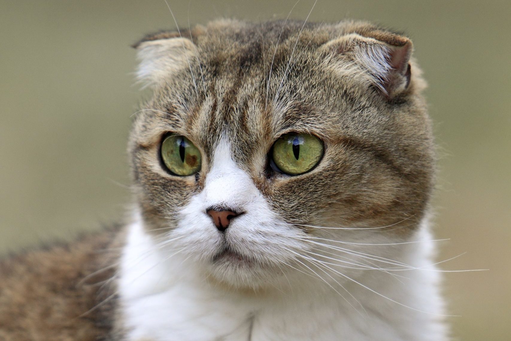 Domestic Cat, Scottish Fold