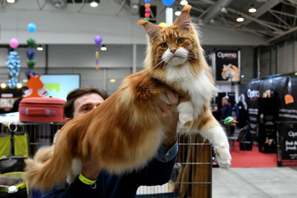 ITALY-SUPERCATSHOW