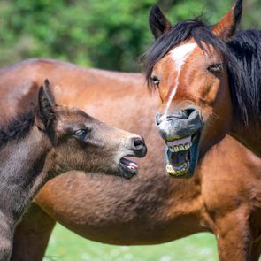 New Forest Pony and Foal pulling funny faces in the summer sunshine