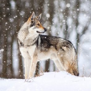 a dog that looks like a wolf standing in the snow