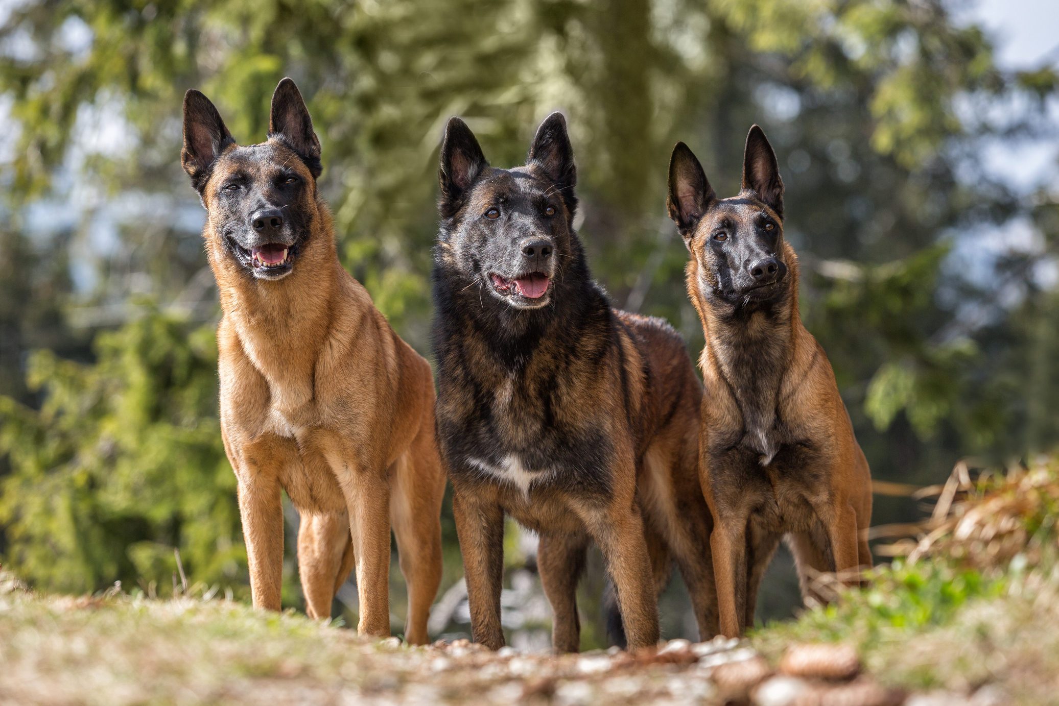 Beauty of Malinois