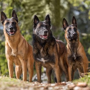 Three malinois standing outdoors together