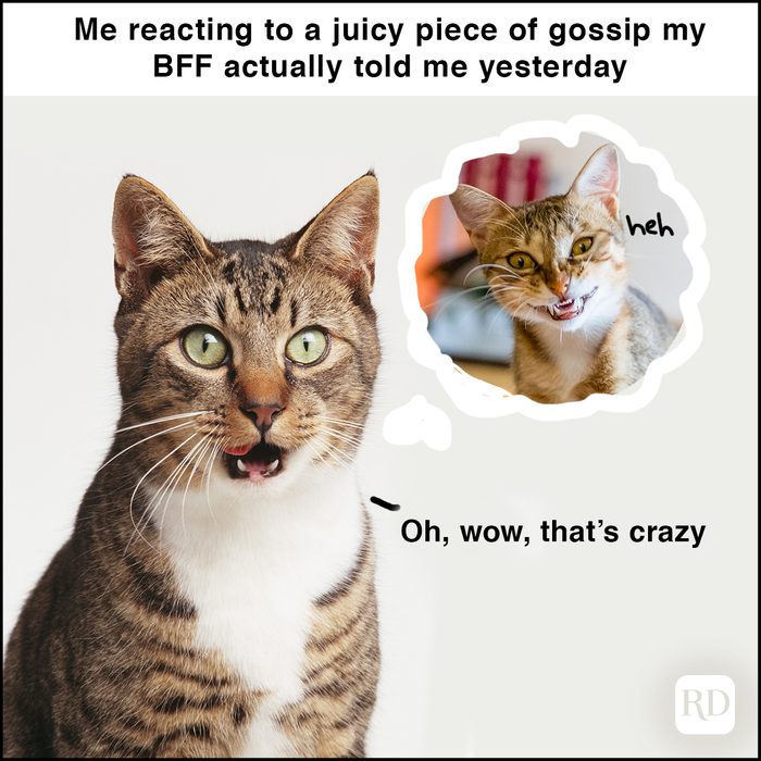 cat looking shocked while thinking of a cat that looks sinister