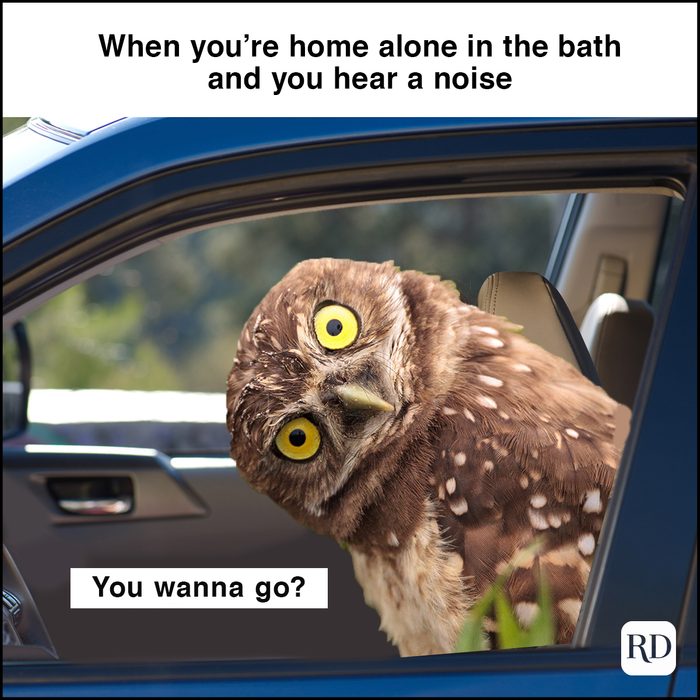 owl looking at someone in a car