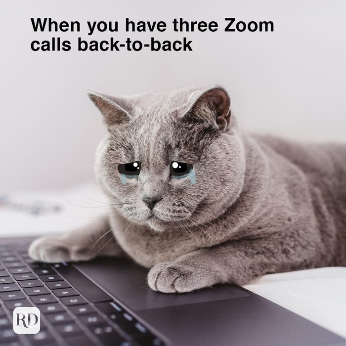 grey scottish fold cat laying on laptop with tears in its eyes