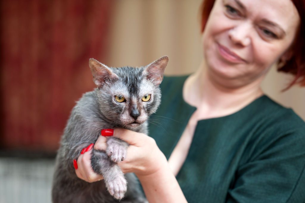 Cat show "The Magic of Cats" in Tomsk, Russia