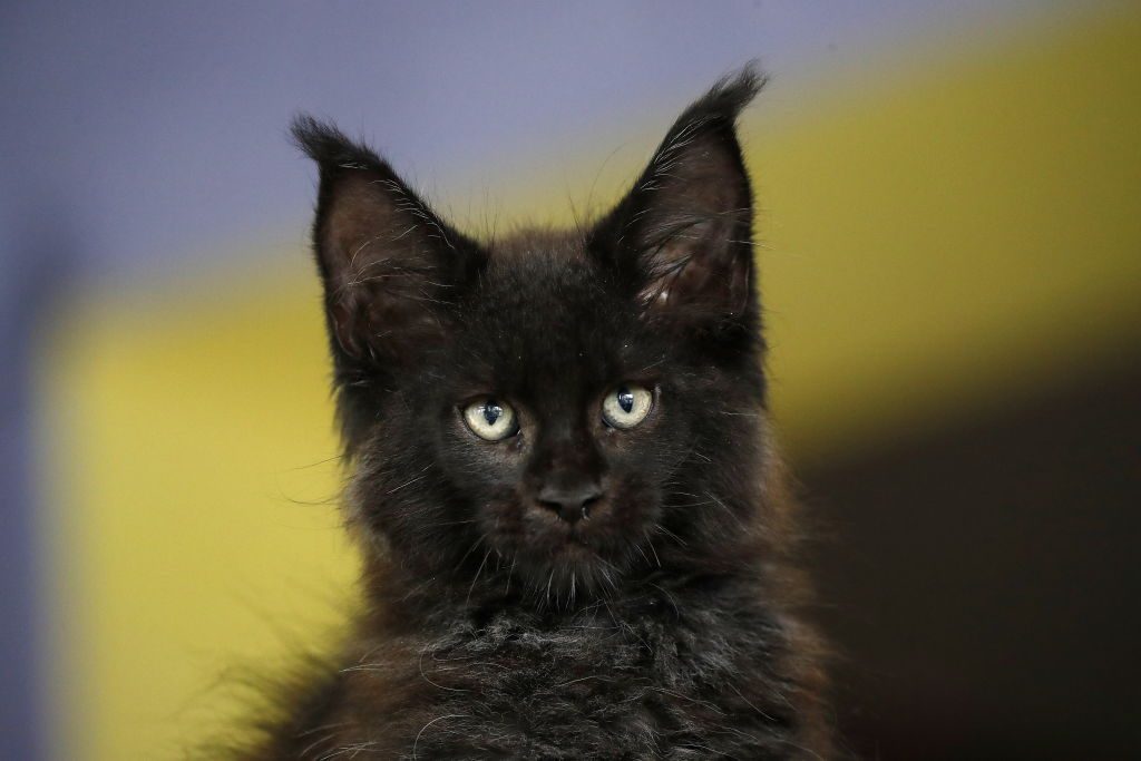 Maine Coons on Moscow's Catsvill County cattery