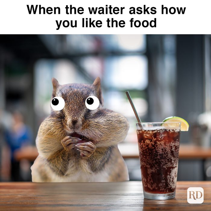 fat squirrel in restaurant