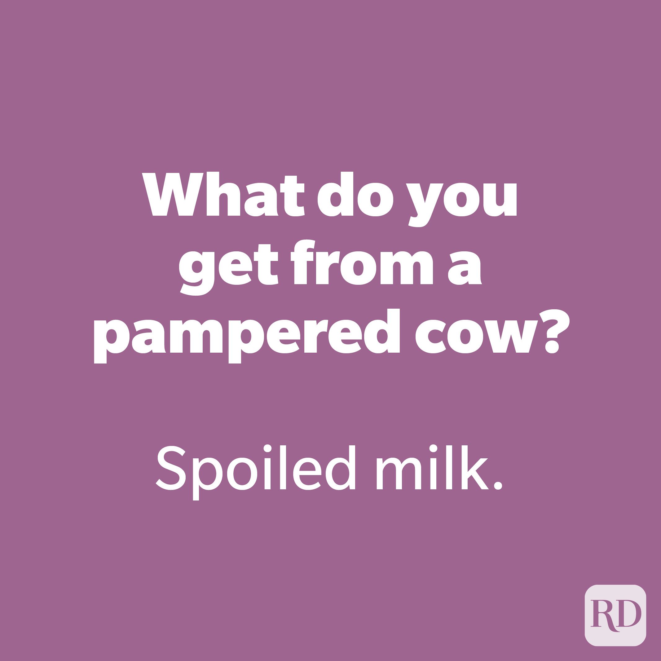 What do you get from a pampered cow?