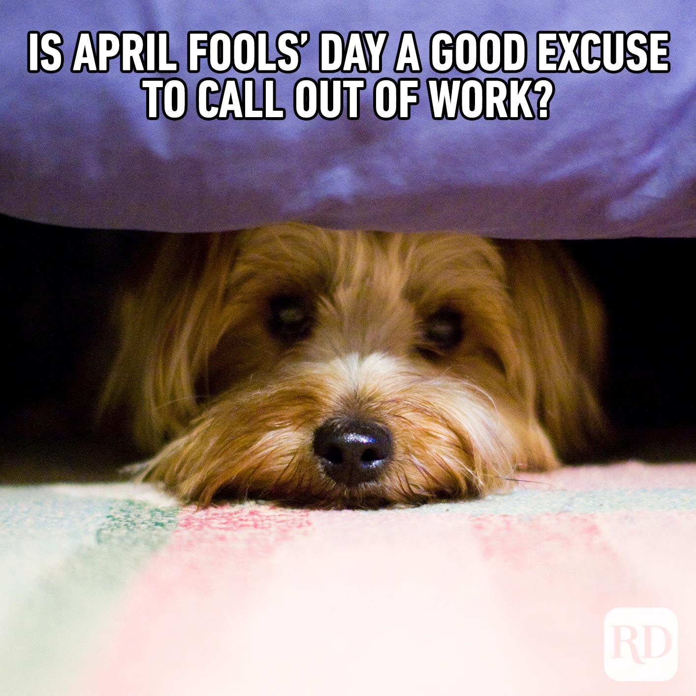 Dog hiding under a bed. Meme text: Is April Fools' day a good excuse to call out of work?