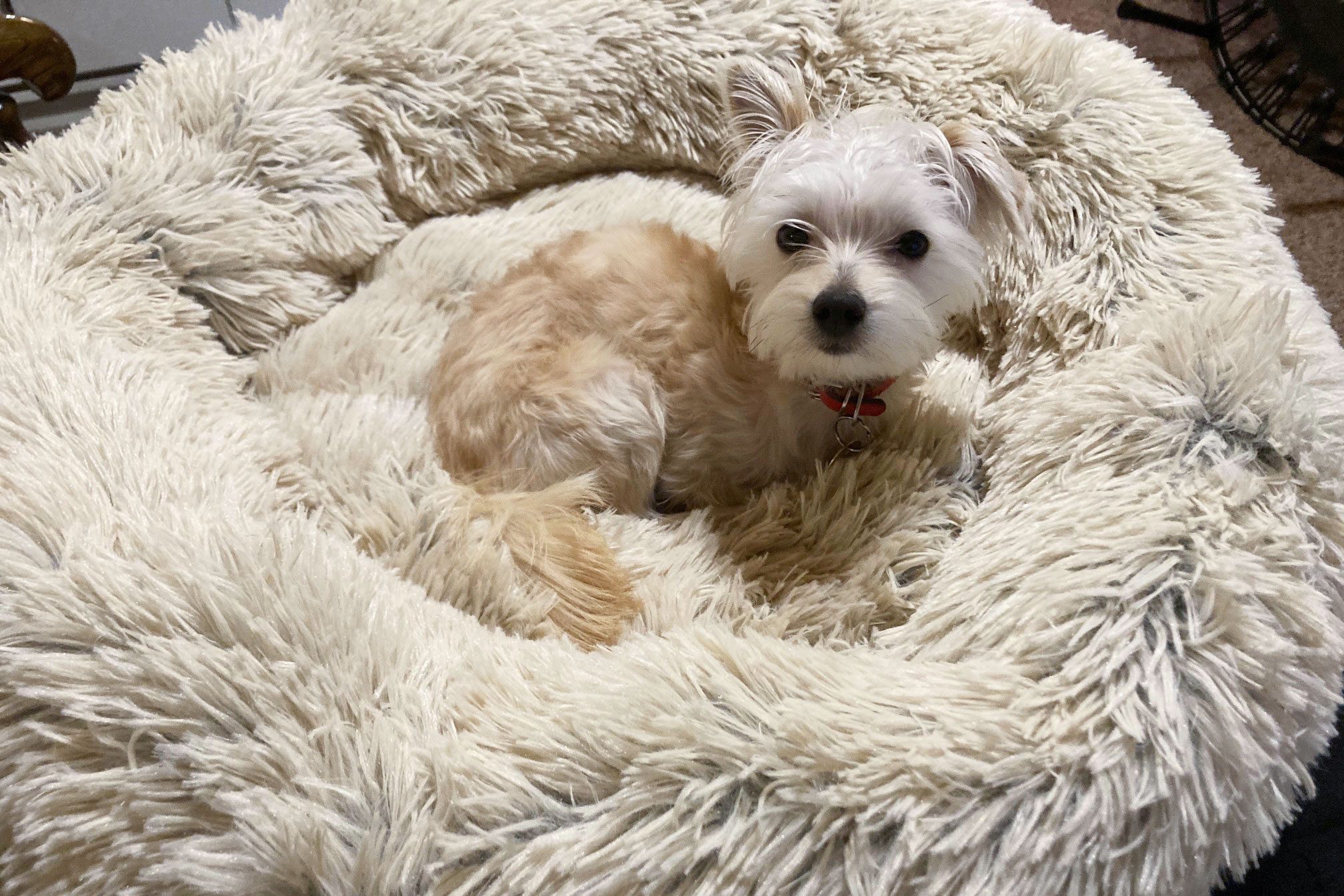 Calming Dog Bed Review: I Tried the Most Popular Dog Bed on Amazon and Here’s What Happened