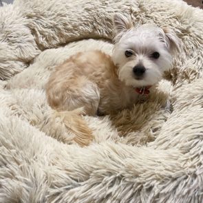 Dog Curled Up in his Calming Donut Dog Bed