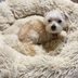 Calming Dog Bed Review: I Tried the Most Popular Dog Bed on Amazon and Hereâ€™s What Happened