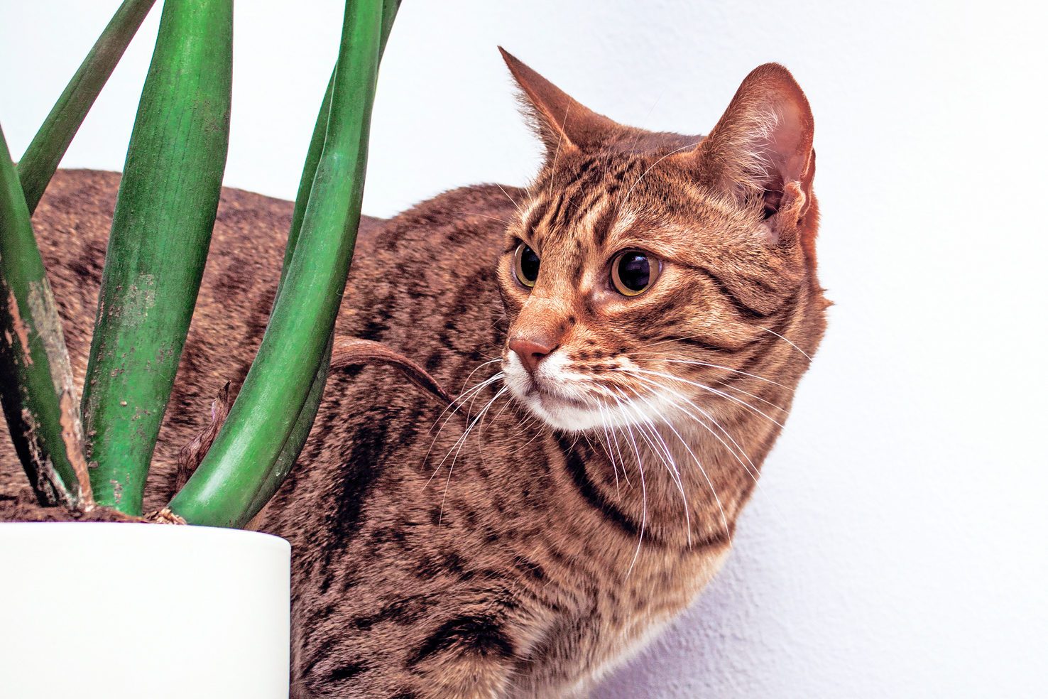 Ocicat cat near flower on white wall background, housecat indoor, copy space