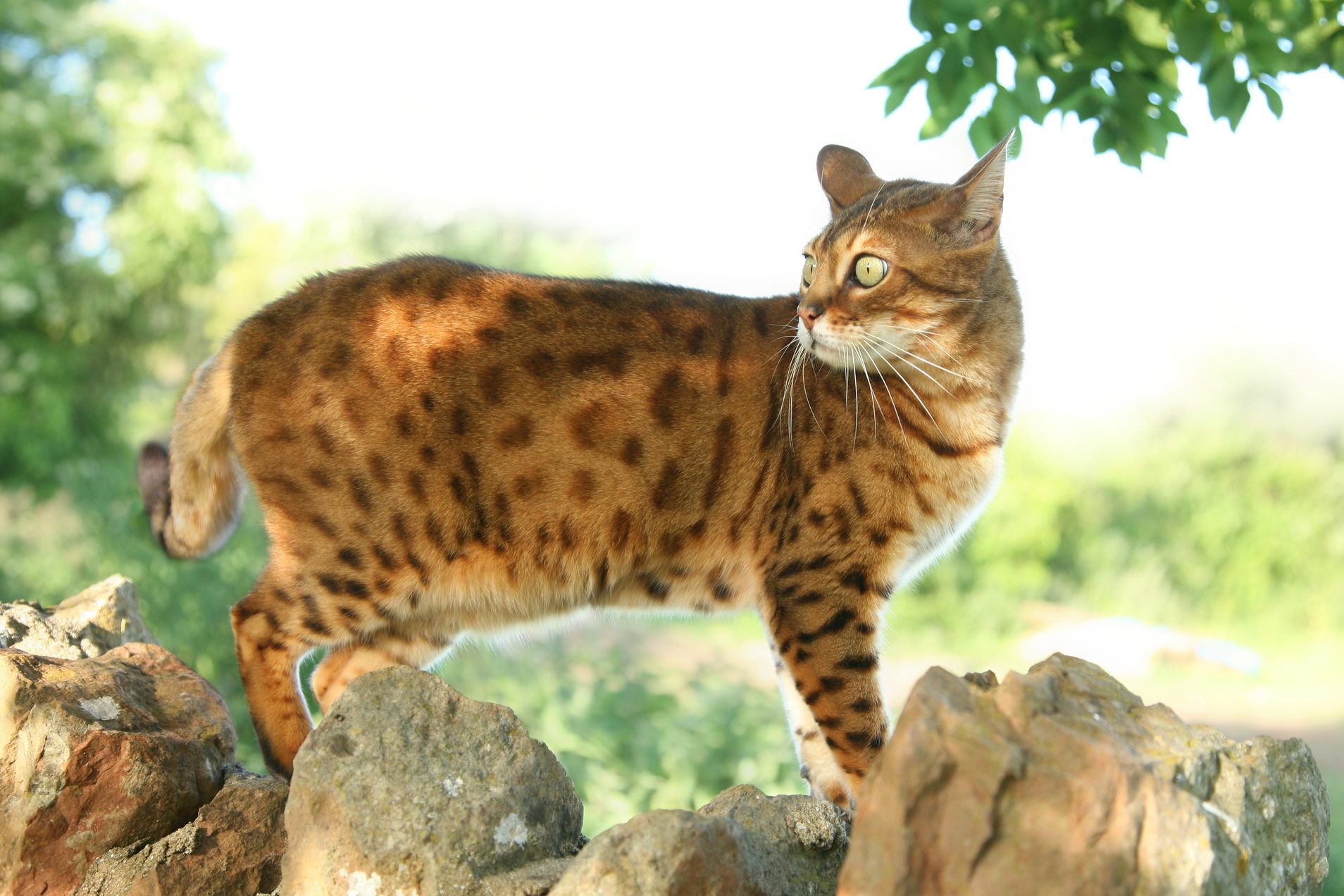 bengal cat