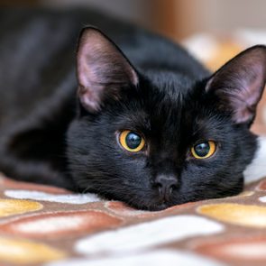 Domestic black Cat looking in front of Camera and lying on the Bed. Portrait of black Cat at Home