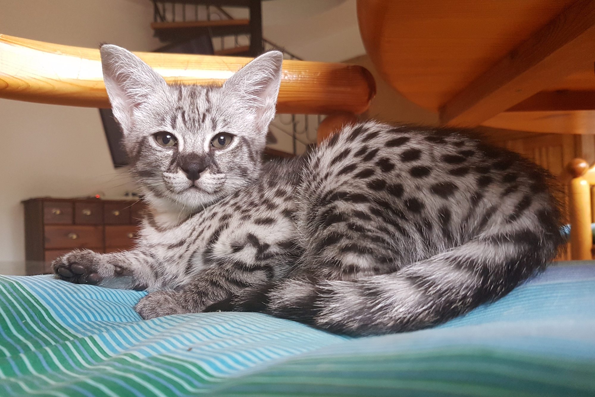 Portrait Of F1 Savannah Kitten Resting On Bed At Home