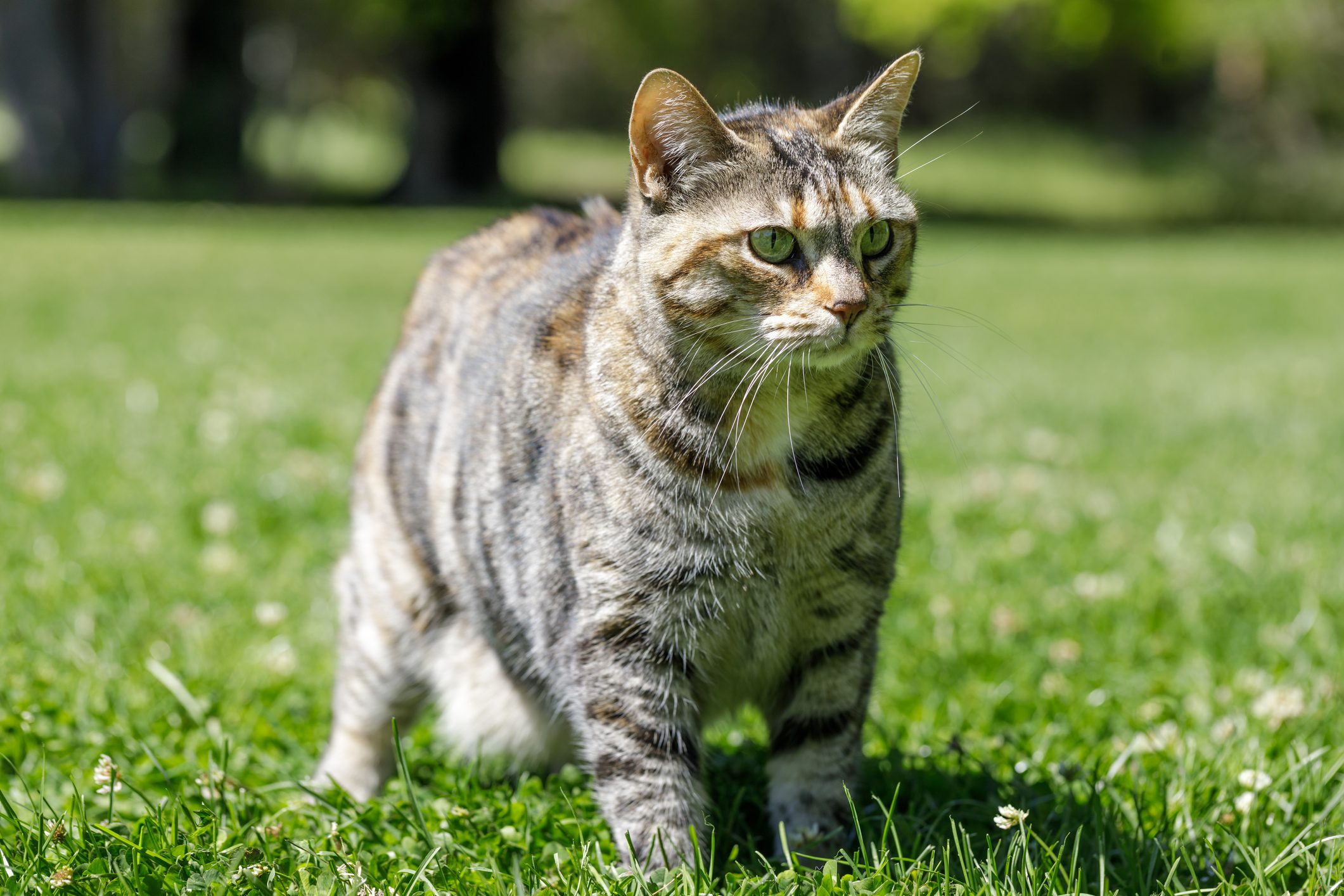 American Bobtail Cat On Grass