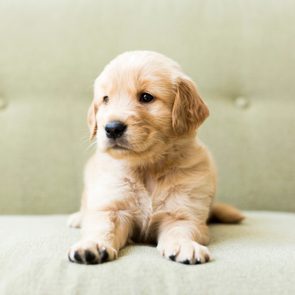 Close-up of golden retriever puppy lying on sofa