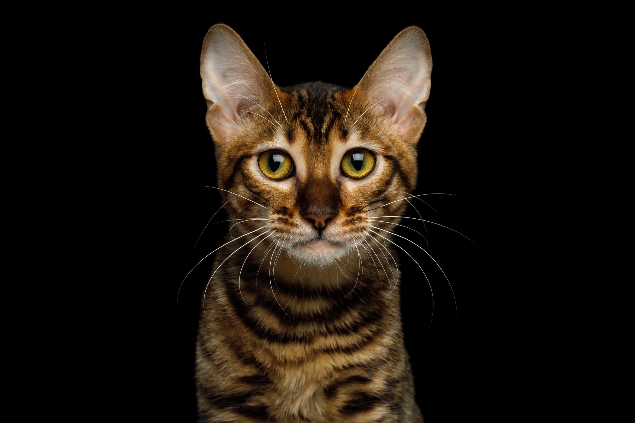 Toyger Cat on isolated Black Background