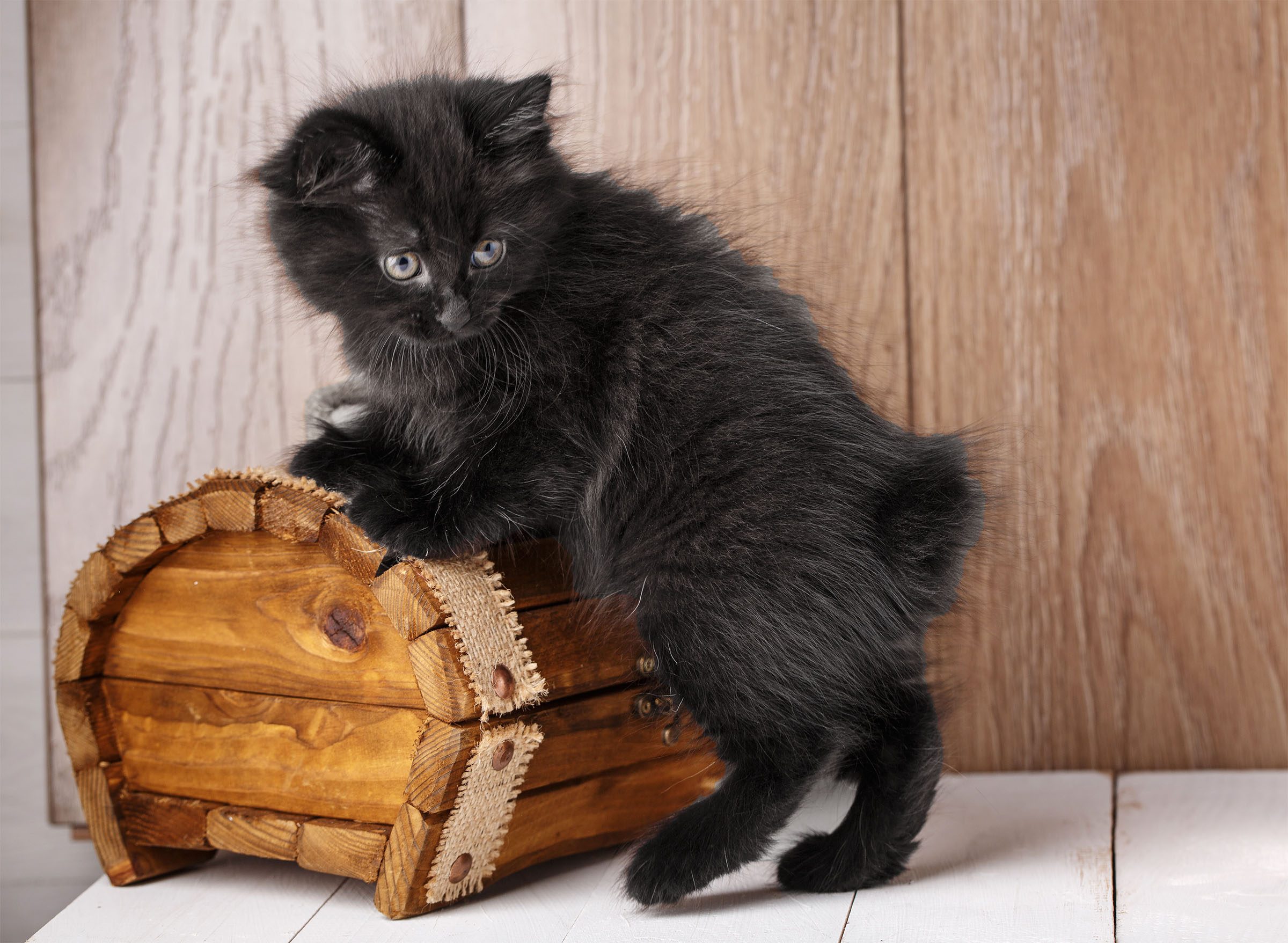 A Photo Of Funny Bleack American Bobtail Cat