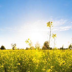 field with flowers and grass on sunny spring day