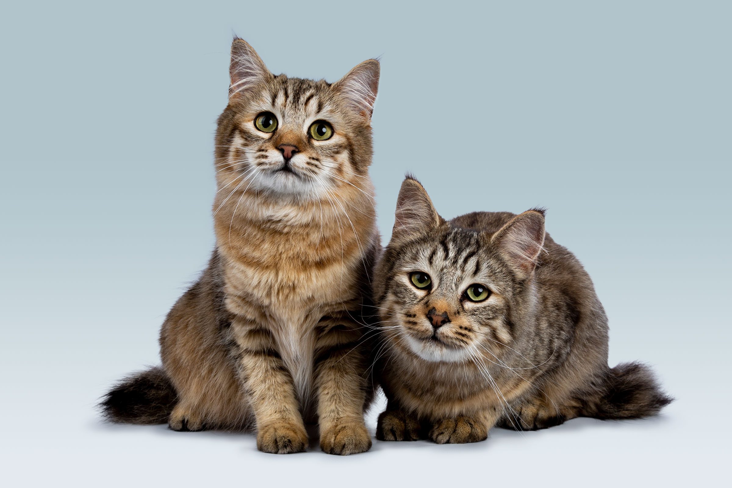 Duo of two Pixie Bob cat kittens sitting straight up and laying down