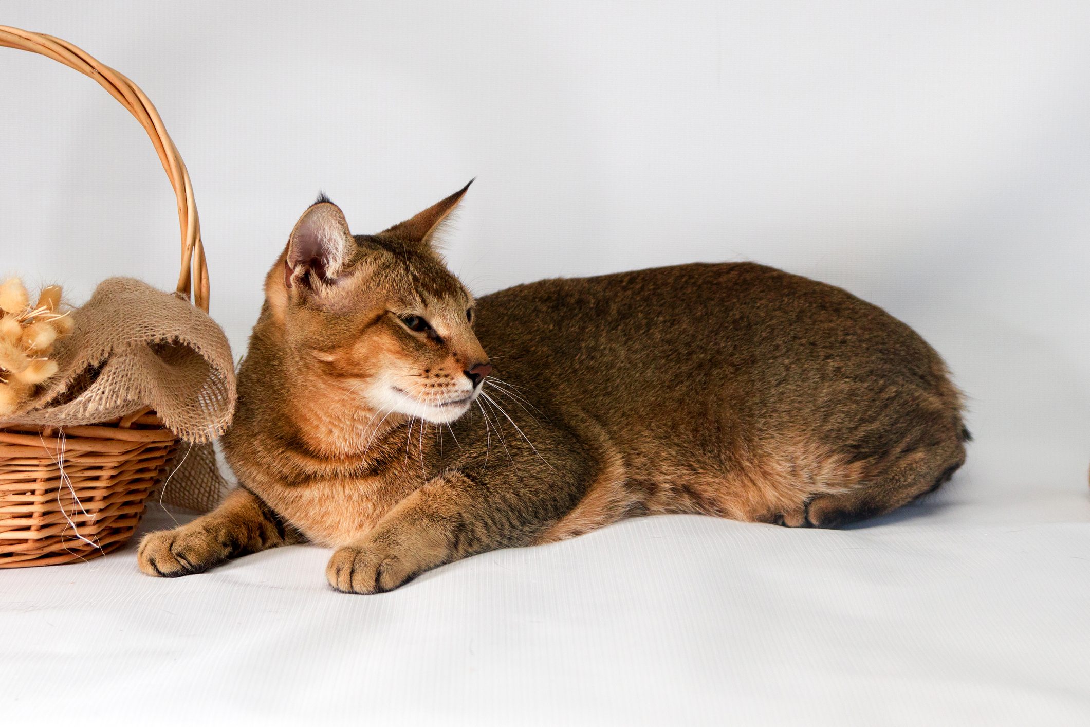 Chausie, abyssinian cat on white background