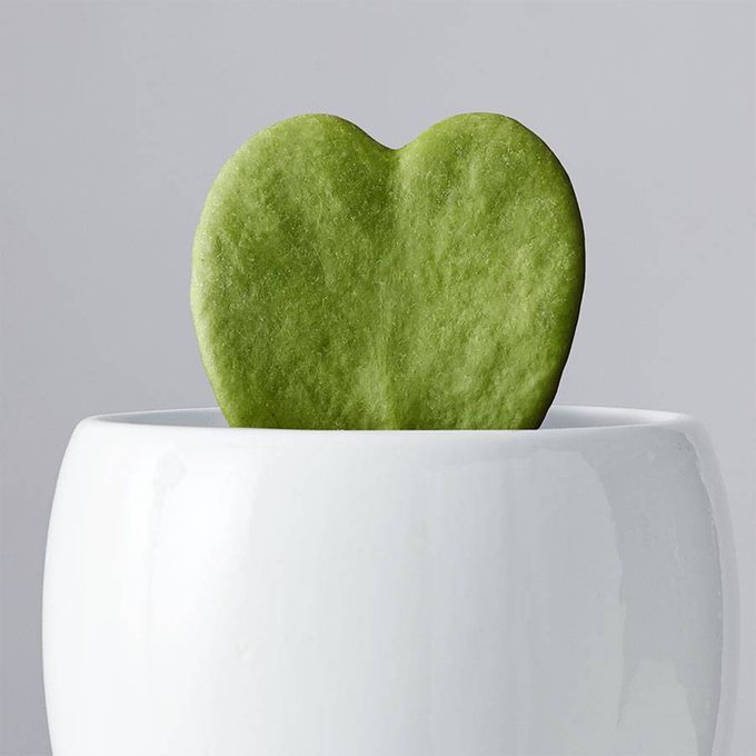 Plants.com Hoya Heart Succulent