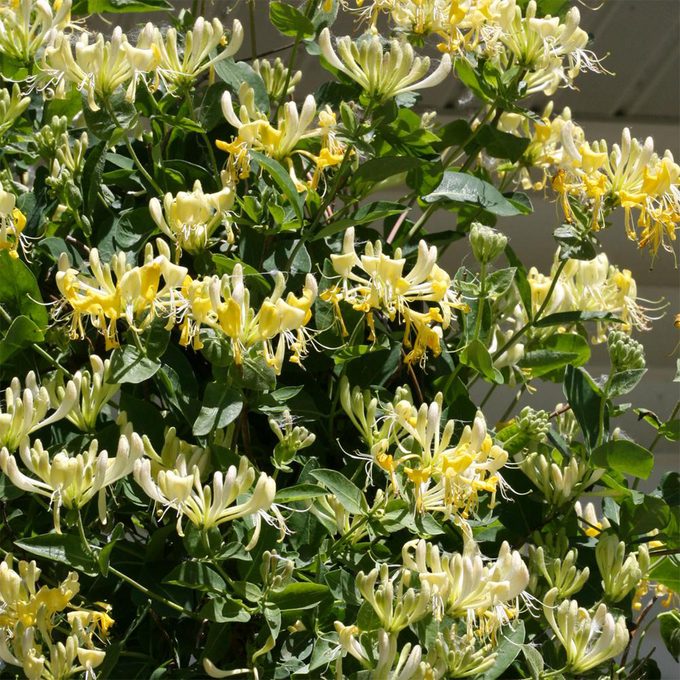 Proven Winners Honeysuckle Shrub
