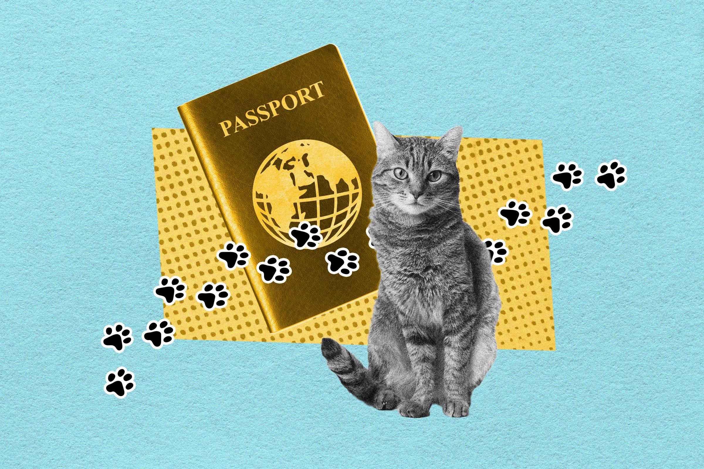 Rd Good News Collage Lost Cat Ukraine Getty Images 5 Jvalentine