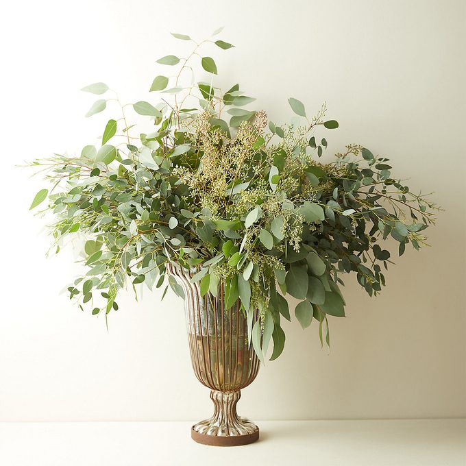 Terrain Fresh Assorted Eucalyptus Bunch