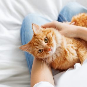 Cute ginger cat lies on woman's hands. The fluffy pet comfortably settled to sleep or to play. Cute cozy background with place for text. Morning bedtime at home.