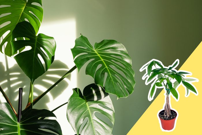 tall leafy houseplant