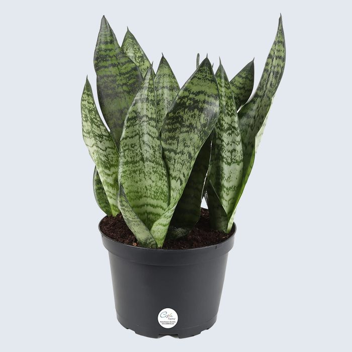Costa Farms Snake Plant