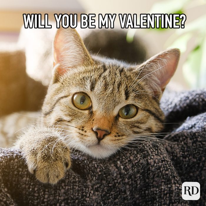 Will You Be My Valentine Meme