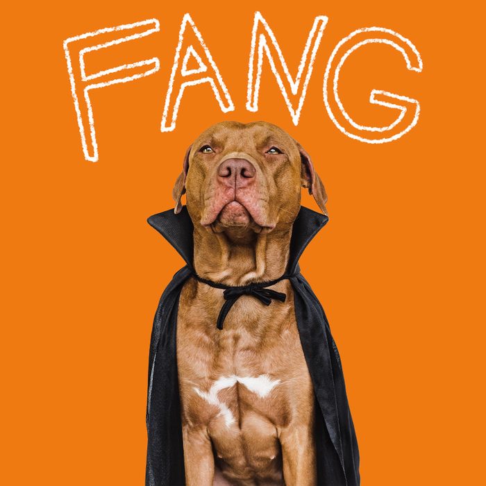 Funny Dog Names 1 Movies Gettyimages 1433182469