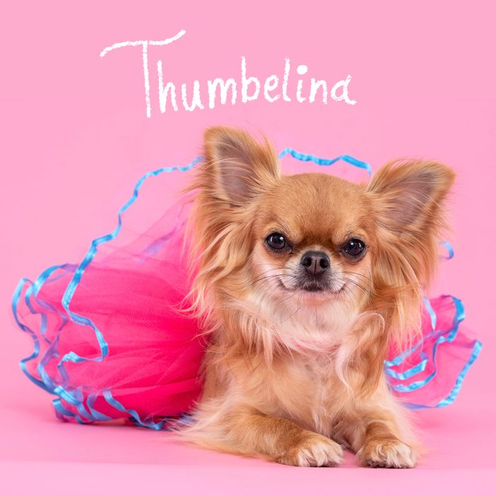 Funny Dog Names 5 Small Gettyimages 1373800232